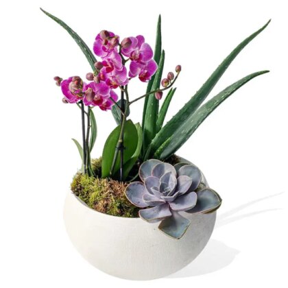 In Bloom
